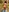 Im Bikini im Wald