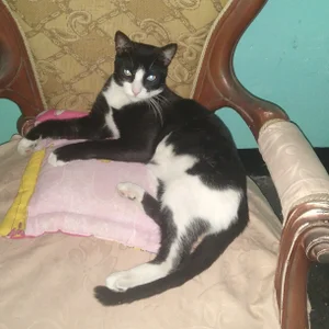 LuciaLaurent my beloved pets Immagine  5
