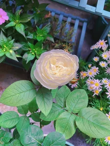 love-uiui uu养的小花花 Pic 3