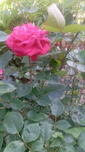 948197 Public зображення 2