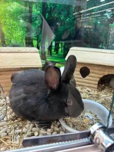 MercBoone my pets :3 Pic 8