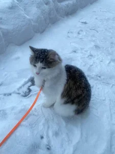 CindyMil my kitty Εικόνα