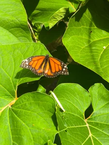 Butterfly Garden de NathySweet  2 photos