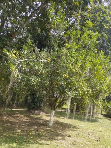 lonely_shewolf My days off with nature Bilde 9