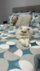 RachelWeisz_ My pets Gambar 8