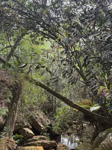 Timmyshy_ Nature Hình 5