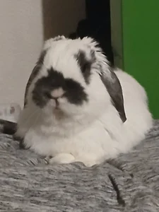 Wonderland97Public Bild 4