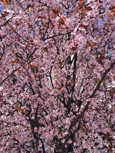 Elayne__Sweet Aesthetics 🥰 Εικόνα 7