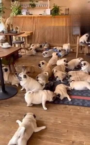 個人的癒し写真・画像 de SPOTSCAMEL  4 photos