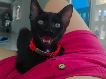 chunn_liioo kullanıcısının MEET MY PET albümü -  fotoğraf