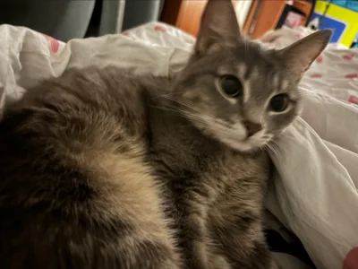 SashaMeow My kitty’s ❤️ Foto 2