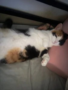 my kitties od violetviolator  6 snímek