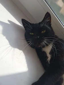 lilith_diva Lifestyle and Cat Margo🥰 Pic 2