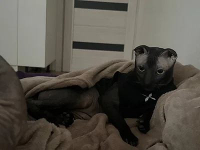 selina_coy my cats🐾😇💗 Foto 3