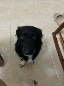 DakothaHyland_ My puppy Foto 3