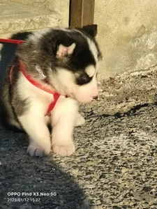 AnastasiaAniess ❤️welcome to the dysfunctional family LEYLA ❤️ Foto 5