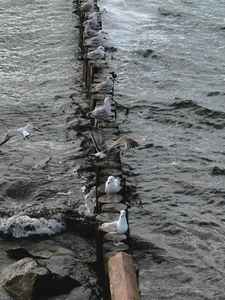 MaryMurray The sea 🌊 Immagine  4