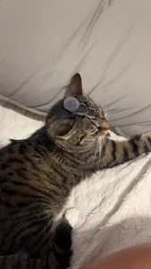 your_soul_Anna My soul - , tip for his snacks if u like him ) Pic