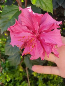 Elis-Darling Elis Daily Life :D . fénykép