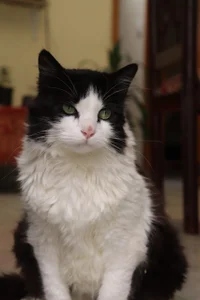 Larabrooks my furry ones! Immagine 