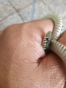 Professor_Leo_ Professor Leo รูป  2