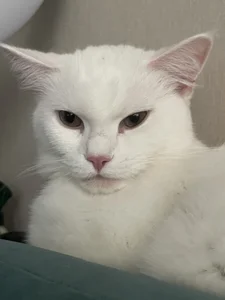 MaryRace 🌾My lovely cat🐱 Foto 4