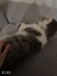 ericiii 昼間14時 Εικόνα 5