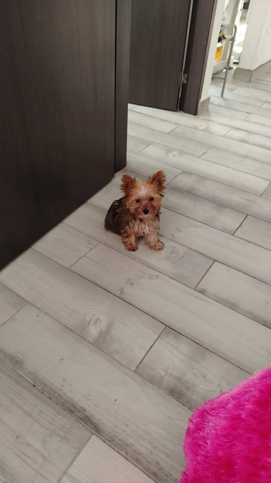 Amadeo_Wild Populära bilder 718