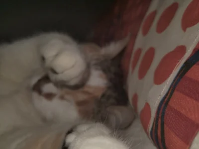 charlloteevans_X Michis টি ছবি