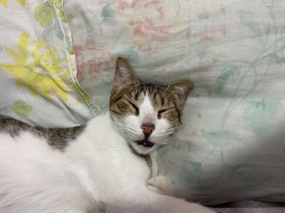 Zdjęcia Little_Lisy my pets ❤✨:  6