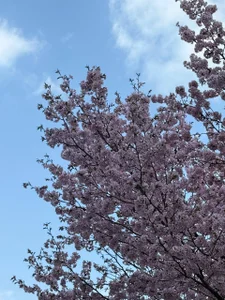 Belover_nana 🌸 Pic