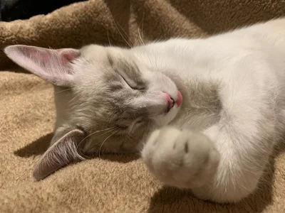 AlirawrzのMy catsの 4枚の写真