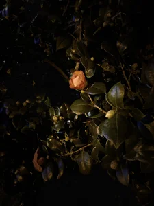 AnnJey MY HOBBY slika 4