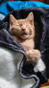 Lana_Dreams_ the owners of my heart Pic 4