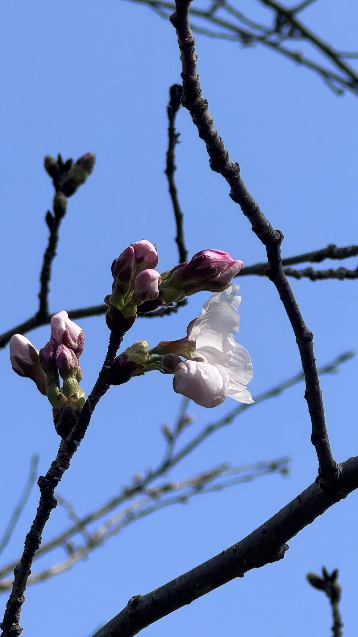 Ryo-j Populært foto 1720