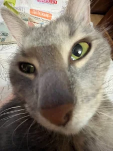 saint_trisha my cats 사진 9