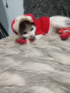 luna_sofia69 My Cat 🐱 Pic 4