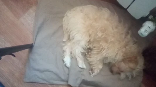 My pets =)