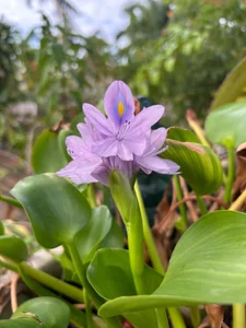 Nature Walk With Gem 💎 ✨️ 🏝 de SeductressGem Foto 6