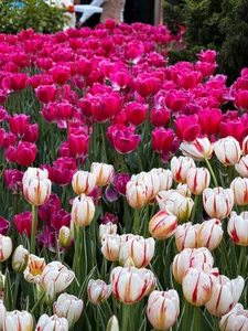 Candy_Sweetie_ Beautiful flowers Hình 9