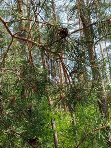 Anita-Smith Nature, forest Foto 5