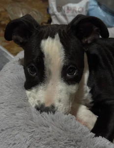 MrrKate My dog Sirius! Bilde 3