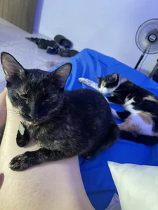 Muscle_King_Cum My Cats 사진 4