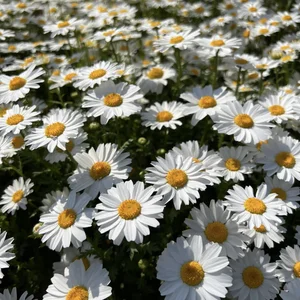 Anzu_xxのPublicの 5枚の写真