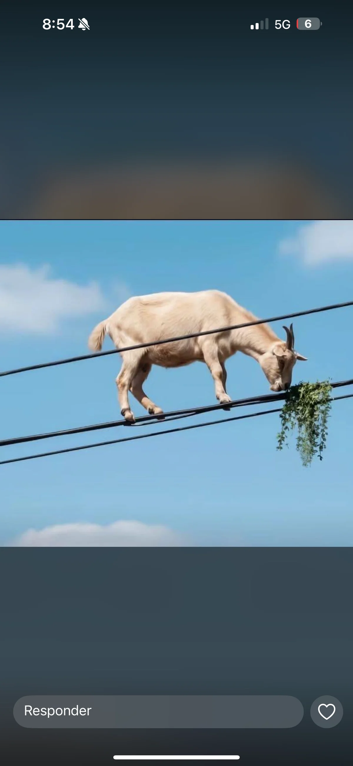 Amadeo_Wild 님의 트렌드 중인 사진  458개