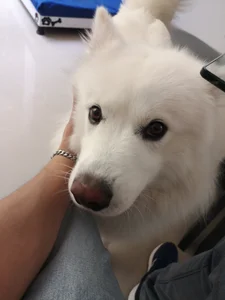 Mysunshine_ Logan Dog 🐶 Foto