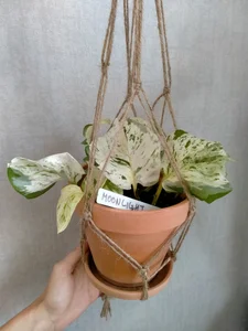 Plants from my lovers <3 wanna buy me plant? Check my tip menu:) de SluttyBanana  8 photos