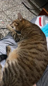 bigbb101011 貓貓日記 Pic 9