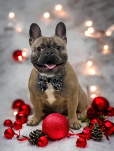 Xx32nlincsxX Bored Hình