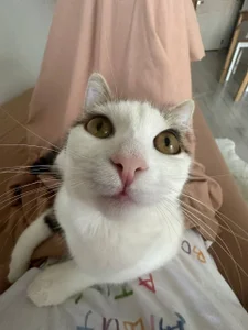 AdeleBabyGirlMy cute cat图片 3